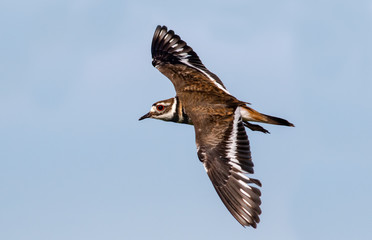 Killdeer