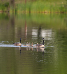 Branta Canadensis geese in a pond with chicks in a row