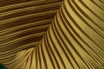 Pleat Fabric in long line drape with shadow, pleated style of textile pattern in Gold color put in layer design wave wallpaper, studio lighting close up background image