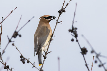 Cedar waxwing in spring