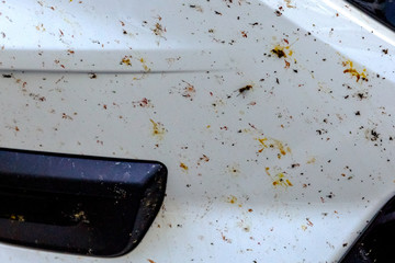 the killed insects on car bumper, at the movement of the car at night at great speed, insects fly to light of headlights and perish from blow about front part of the car