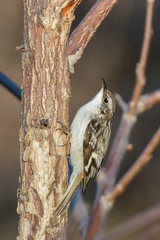  brown creeper (Certhia americana)