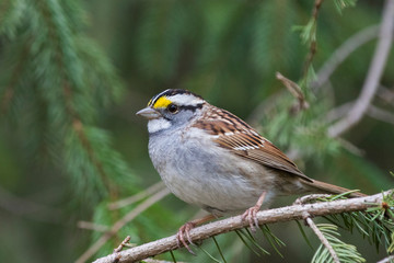 white-throated sparrow (Zonotrichia albicollis) in spring