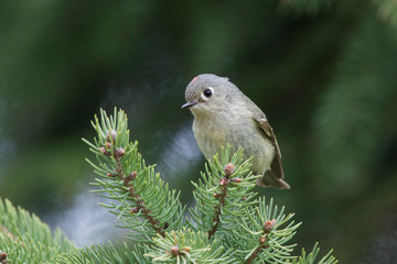 Male ruby-crowned kinglet (Regulus calendula) in spring 