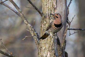 Male northern flicker