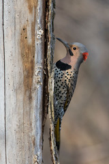 Male northern flicker