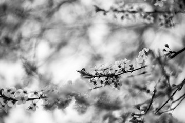 Flowers budding on a branch in the spring in black and white