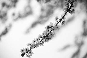 Flowers budding on a branch in the spring in black and white