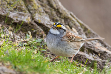 white-throated sparrow