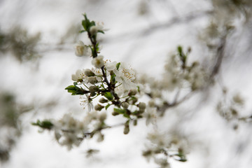 Flowers budding on a branch in the spring