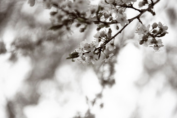 Flowers budding on a branch in the spring in black and white
