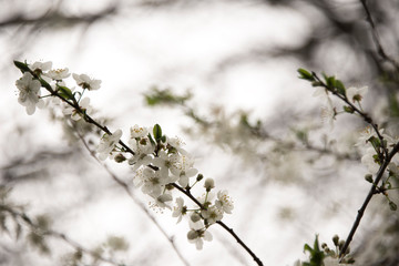 Flowers budding on a branch in the spring