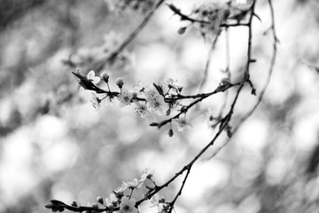 Flowers budding on a branch in the spring in black and white