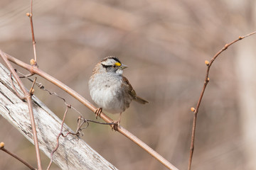 white-throated sparrow