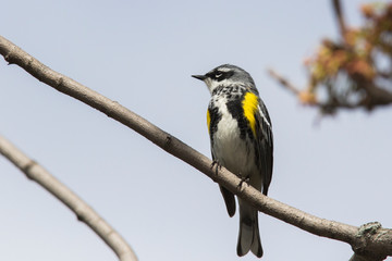 Male yellow-rumped warbler (Setophaga coronata) in spring