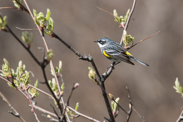 Male yellow-rumped warbler (Setophaga coronata) in spring