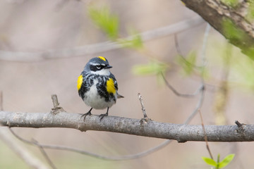 Male yellow-rumped warbler (Setophaga coronata) in spring
