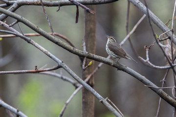 Northern waterthrush (Parkesia noveboracensis) in spring