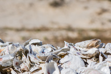 Sunny Shells with Copy Space