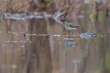 solitary sandpiper (Tringa solitaria) in spring