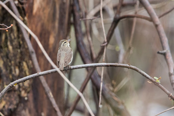 Northern waterthrush (Parkesia noveboracensis) in spring