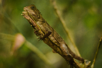 Gekko