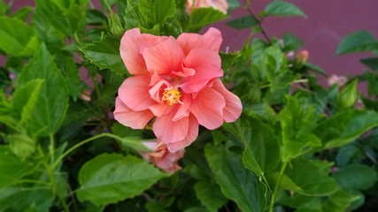 pink flower in garden