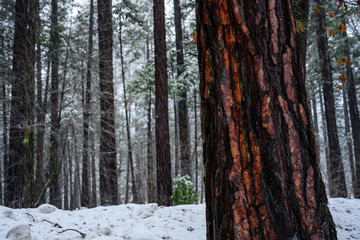Obraz premium Tree Trunk Stands Out of Snowy Forest