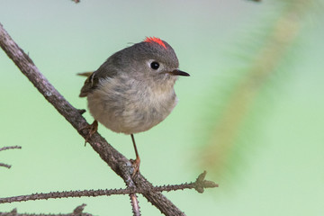 ruby-crowned kinglet (Regulus calendula) 