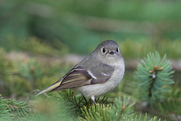 Male ruby crowned kinglet