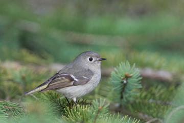 Male ruby crowned kinglet