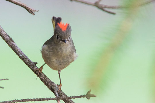 ruby-crowned kinglet (Regulus calendula) 