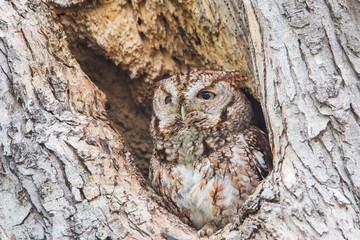  Eastern Screech-Owl