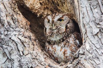 Eastern Screech-Owl