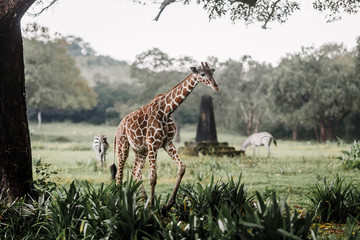 Zebras and giraffes are walking in the savannah in National Park during the rain season. Wildlife in safari at Calauit Safari Island Palawan, Philippines. Giraffes and zebras at Busuanga island.