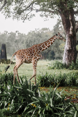 Zebras and giraffes are walking in the savannah in National Park during the rain season. Wildlife in safari at Calauit Safari Island Palawan, Philippines. Giraffes and zebras at Busuanga island.