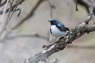 black-throated blue warbler (Setophaga caerulescens)