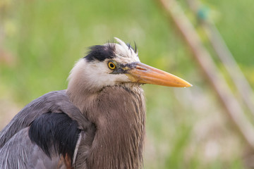 great blue heron (Ardea herodias)