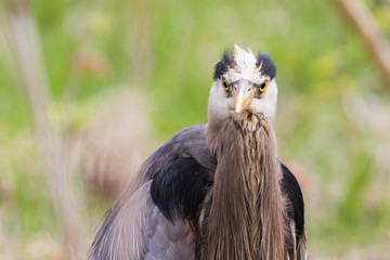 great blue heron (Ardea herodias)