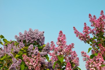 Spring flowers of Toronto