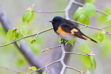 Male American redstart (Setophaga ruticilla)