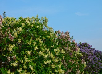 Spring flowers of Toronto
