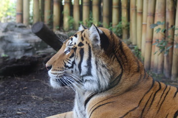 Tiger at rest
