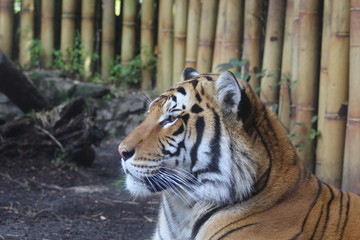 Tiger at rest