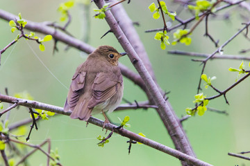 hermit thrush (Catharus guttatus) 