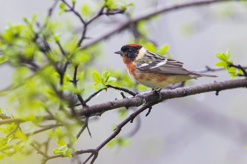 bay-breasted warbler (Setophaga castanea) in spring