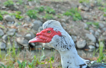 Drake of musk duck 5