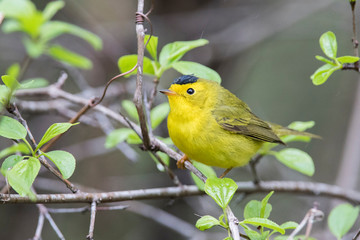 Male  Wilson's warbler (Cardellina pusilla)