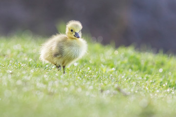 Cute Canada goose (Branta canadensis) babies