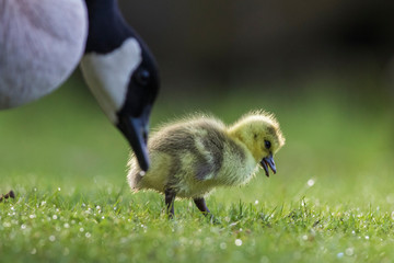 Cute Canada goose (Branta canadensis) babies